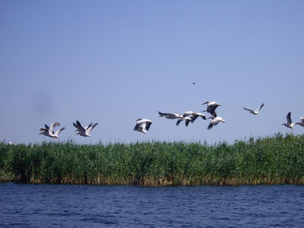Alga Pensiune Sulina